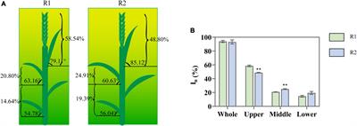 Canopy light distribution effects on light use efficiency in wheat and its mechanism